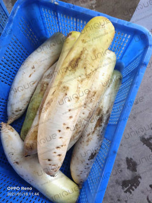 Mooli Peeler Automatic Peeling Machine for Food Processing Industries and Daikon Radish
