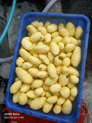 2022 Year Automatic Washing and Peeling Machine for Potatoes in Small Scale Business