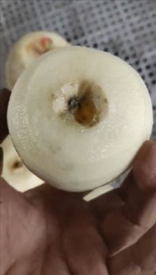 500 KG Fully Automatic Industrial Fruit Apple Pear Kiwifruit Peeling and Coring Machine for 2022