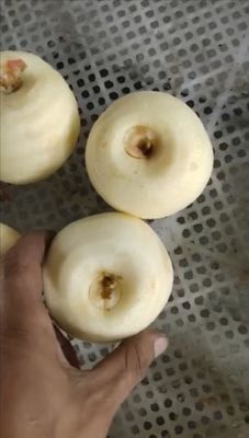 Fruit Peeling Function Commercial Electric Apple Peeler Corer Slicer 2500*1000*1500 mm