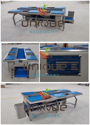 Stainless Steel Vegetable Sorting Table and Conveyors Vegetable Preparation Table 0.74 kW